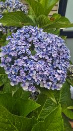 Hydrangea macrophylla blauw 150cm, 100 tot 250 cm, Zomer, Palmboom, Ophalen