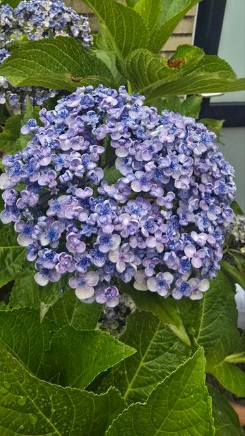  Hydrangea macrophylla blauw 150cm  beschikbaar voor biedingen