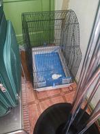 Vogels koi, Dieren en Toebehoren, Vogels | Parkieten en Papegaaien, Meerdere dieren, Parkiet