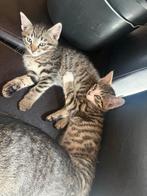 Cyperse kittens, Dieren en Toebehoren, Katten en Kittens | Overige Katten, Meerdere dieren, Kortharig, 0 tot 2 jaar