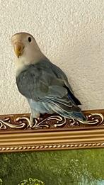 Prachtige Lieve Hand Tamme Gezonde Agapornis Dwergpapegaai, Dieren en Toebehoren, Vogels | Parkieten en Papegaaien, Meerdere dieren