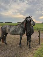 Pony, Dieren en Toebehoren, Pony's, 0 tot 2 jaar, C pony (1.27m tot 1.37m), Onbeleerd, Merrie
