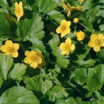 Goudaardbei - Waldsteinia ternata - Bodembedekker beschikbaar voor biedingen