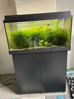 Aquarium + onderkast 80x35x40, Dieren en Toebehoren, Ophalen, Zo goed als nieuw, Gevuld zoetwateraquarium