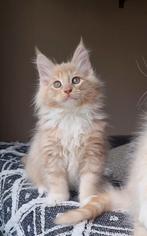 Schitterende Maine Coon kittens, Dieren en Toebehoren, Katten en Kittens | Raskatten | Langhaar, Kater, Gechipt, 0 tot 2 jaar