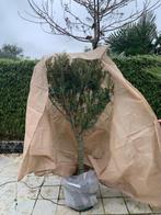 Winterhoes, Tuin en Terras, Planten | Bomen, Volle zon, 100 tot 250 cm, Zomer, Overige soorten