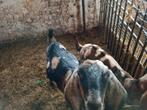 Te koop gecastereerde bok., Dieren en Toebehoren, Schapen, Geiten en Varkens, Mannelijk, Geit