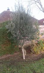 Olijfbomen, Tuin en Terras, Planten | Bomen, Volle zon, Ophalen of Verzenden, Lente, Olijfboom