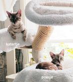 Bengaal kittens opnieuw beschikbaar, Dieren en Toebehoren, Katten en Kittens | Raskatten | Korthaar, Meerdere dieren, Gechipt