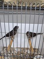 Zwartrood mozaiek, Dieren en Toebehoren, Vogels | Kanaries, Meerdere dieren, Kleurkanarie