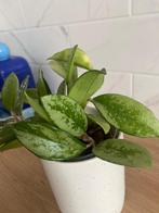 Hoya AH074, Huis en Inrichting, Overige soorten, Minder dan 100 cm, Bloeiende kamerplant, Halfschaduw