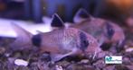 Corydoras panda, Dieren en Toebehoren, Vis, Zoetwatervis, Schoolvis