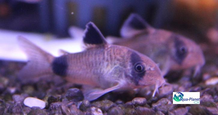Corydoras panda, Dieren en Toebehoren, Vissen | Aquariumvissen, Zoetwatervis, Vis, Schoolvis