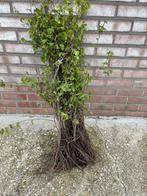 Te koop beukenhaag /carpinus betulus, Minder dan 100 cm, Beukenhaag, Ophalen