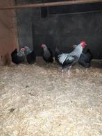 Broedeieren sussex kriel grijszilver, Dieren en Toebehoren, Pluimvee, Geslacht onbekend, Kip