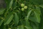 **GOEDKOOP** Juglans regia, walnoot, fruitboom, Minder dan 100 cm, Lente, Ophalen of Verzenden, Walnotenboom
