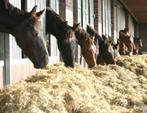 Stal Medewerker gezocht, Vacatures, Vacatures | Landbouw, Natuur en Milieu, 33 - 40 uur, Overige vormen