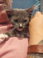 X mainecoon/ragdoll kittens ♡♡♡mogen per direct verhuizen, Dieren en Toebehoren, Meerdere dieren, Langharig, 0 tot 2 jaar