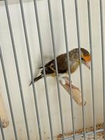 Bastaard kanarie x putter, Dieren en Toebehoren, Vogels | Overige Vogels, Mannelijk, Wildzangvogel