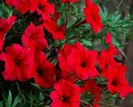 Petunia Avalanche Red F1, Ophalen of Verzenden, Voorjaar, Volle zon, Zaad