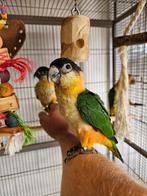 Tamme Caiques jong en volwassen zwartkop en roestkop caique!, Dieren en Toebehoren, Vogels | Parkieten en Papegaaien, Meerdere dieren