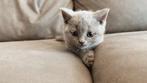 Volwassen half brits korthaar half scottish fold te koop, Dieren en Toebehoren, Kater