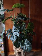 Mica kunst plant +/- 100 cm hoog, Ophalen