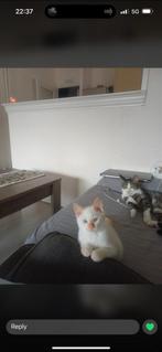 Wit kitten, Dieren en Toebehoren, Katten en Kittens | Overige Katten