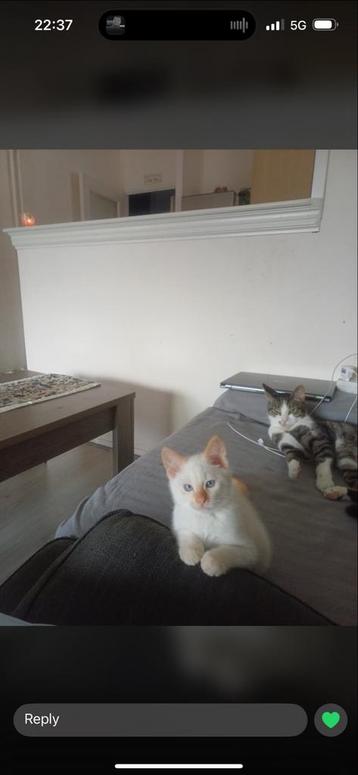 Wit kitten beschikbaar voor biedingen