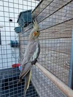 Valkparkiet, Dieren en Toebehoren, Vogels | Parkieten en Papegaaien, Parkiet