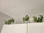 6 vetplanten met pot, Huis en Inrichting, Kamerplanten, Ophalen, Overige soorten, Minder dan 100 cm