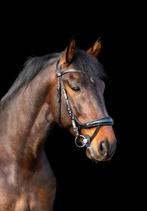 Zeer knappe PRE ruin, Dieren en Toebehoren, Paarden, Ruin, M, Dressuurpaard, 170 tot 175 cm