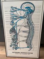 Medische poster in lijst Chiropractor zenuwstelsel anatomie, Ophalen, Nieuw, Rechthoekig Staand