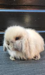 Raszuivere mini lop konijntjes, Dieren en Toebehoren, Konijnen, Meerdere dieren, Klein, Hangoor, 0 tot 2 jaar