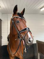 Prachtige super brave dressuur merrie, Dieren en Toebehoren, Paarden, Merrie, Dressuurpaard