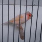 Kanaries, Dieren en Toebehoren, Mannelijk, Kleurkanarie