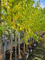 Morus alba( moerbij) te koop!, Bloeit niet, Halfschaduw, Overige soorten, 250 tot 400 cm