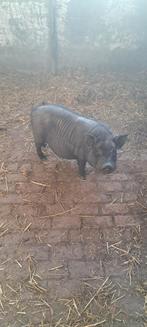Mannelijk mini varken (Bas) te koop, Dieren en Toebehoren, Mannelijk, Varken, 0 tot 2 jaar