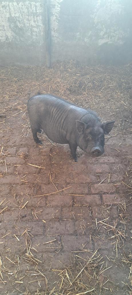 Mannelijk mini varken (Bas) te koop, Dieren en Toebehoren, Schapen, Geiten en Varkens, Varken, Mannelijk, 0 tot 2 jaar