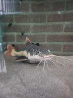 Grote red tail cat fish +- 40 cm ( roodstaart meerval)., Vis