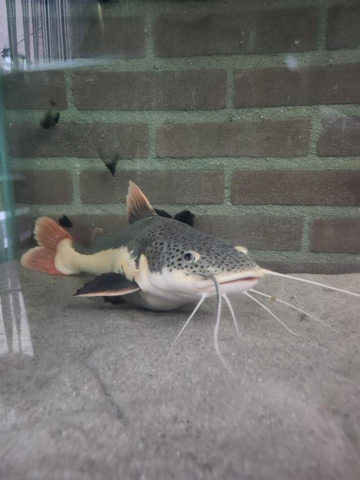 Grote red tail cat fish +- 40 cm ( roodstaart meerval)., Dieren en Toebehoren, Vissen | Aquariumvissen, Vis