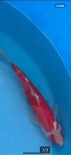 doitsu  red ochiba 30-35 cm tosai, Dieren en Toebehoren, Vissen | Vijvervissen, Karper of Koi