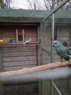 Diverse kakariki, Dieren en Toebehoren, Meerdere dieren, Parkiet, Geringd