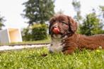 unieke friese stabij x nova scotia duck tolling retriever pu, Overige rassen, 8 tot 15 weken, CDV (hondenziekte), Meerdere
