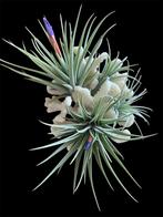 Tillandsia Espinosae, Ophalen of Verzenden, Overige soorten, Minder dan 100 cm