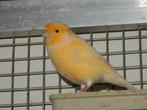 kanarie, Dieren en Toebehoren, Vogels | Kanaries, Mannelijk, Kleurkanarie