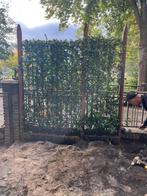 Toscaanse jasmijn haag 120x180, Tuin en Terras, Planten | Struiken en Hagen, Ophalen of Verzenden, Overige soorten, 100 tot 250 cm