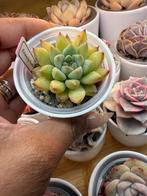 Echeveria Firefly - Prachtige Succulent, Huis en Inrichting, Ophalen of Verzenden, Halfschaduw, Minder dan 100 cm