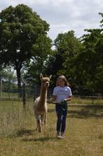 Alpacawandelen in de Achterhoek, Eén persoon, Meerdaags