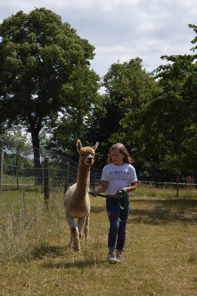 Alpacawandelen in de Achterhoek, Tickets en Kaartjes, Evenementen en Festivals, Eén persoon, Meerdaags